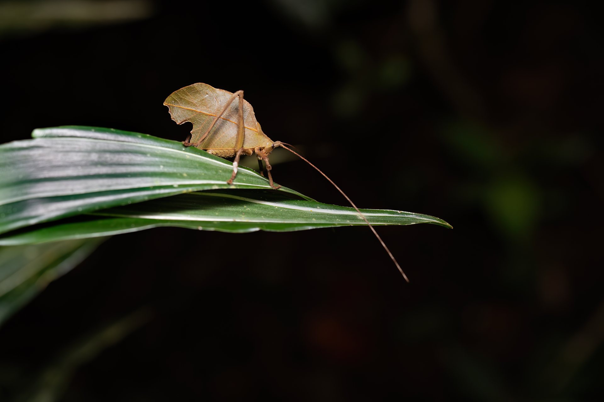 Costa Rica nature tour photo
