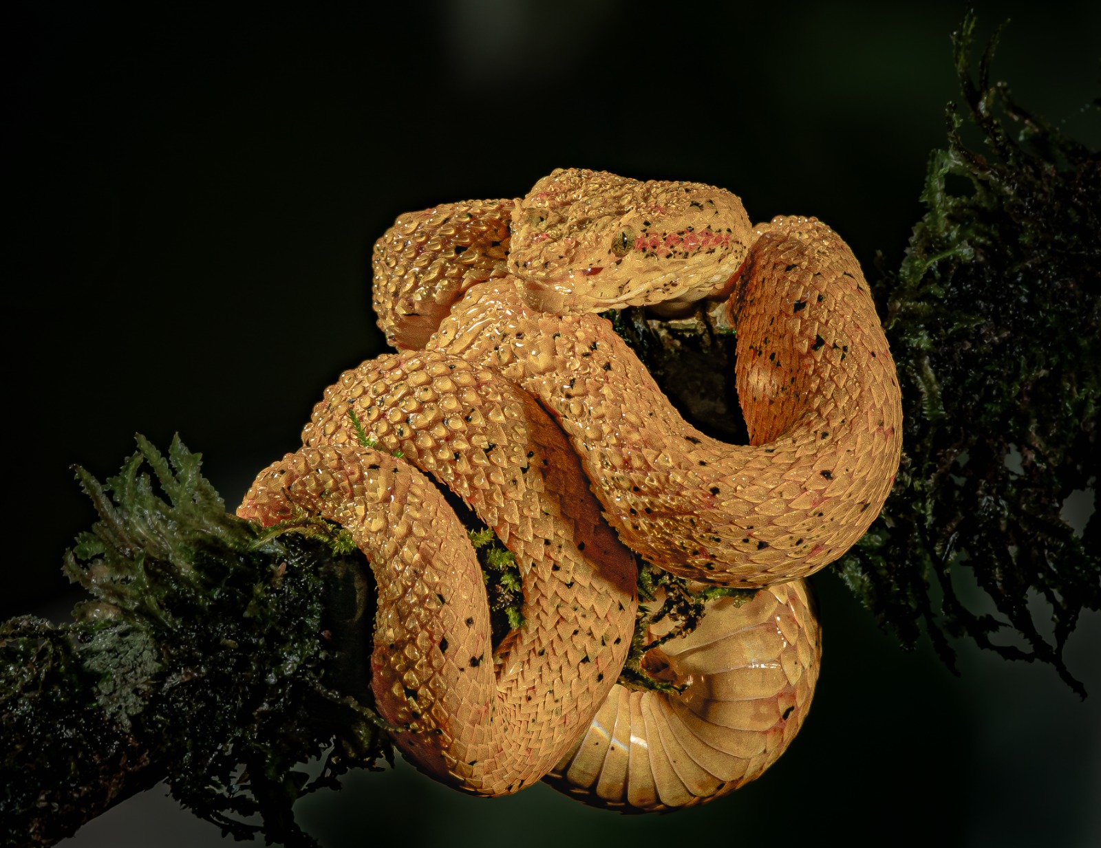 Yellow eyelash pit viper coiled — macro session