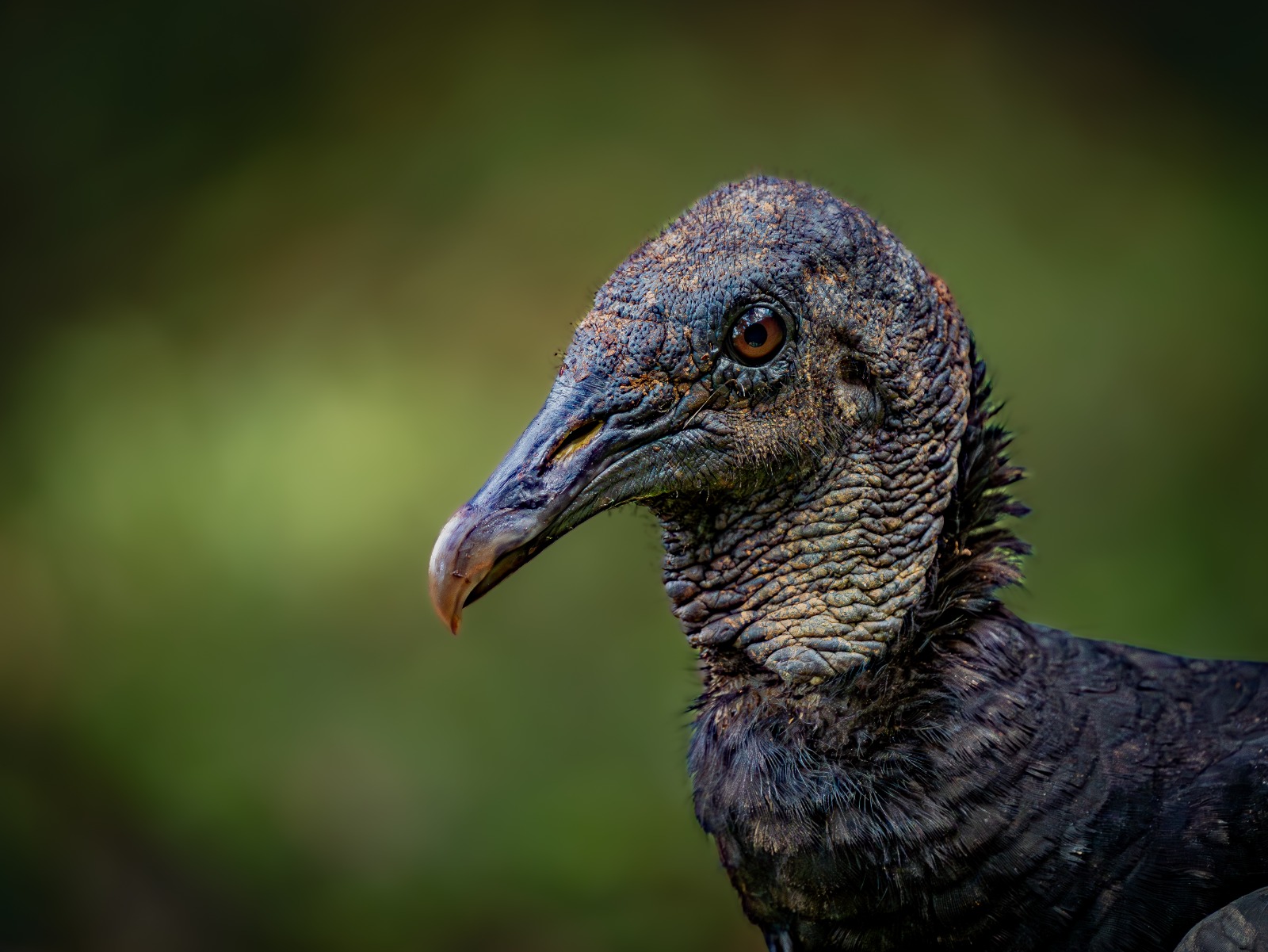 Black vulture close-up portrait