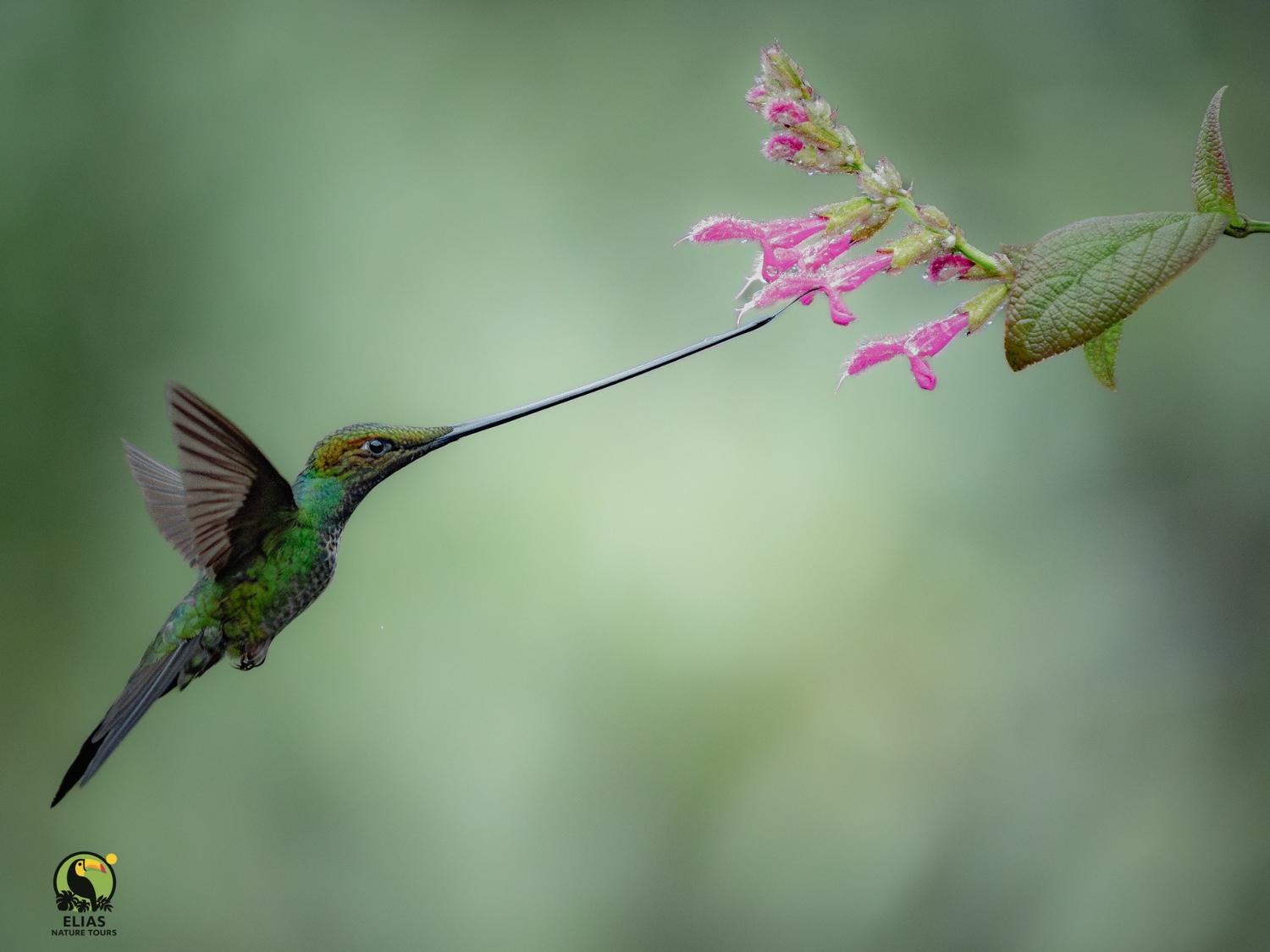 Sword-billed Hummingbird in flight