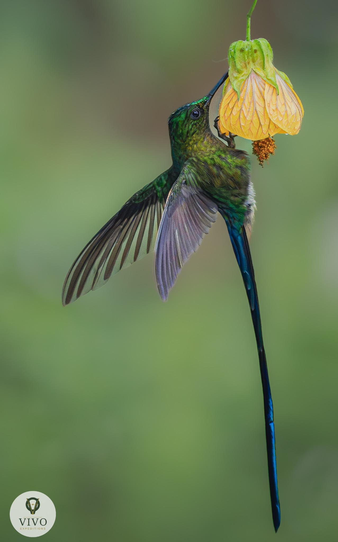 Long-tailed Sylph