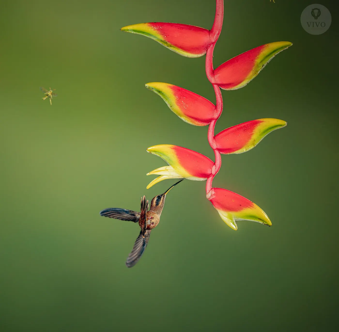 Hummingbird Multi-Flash Workshop 3