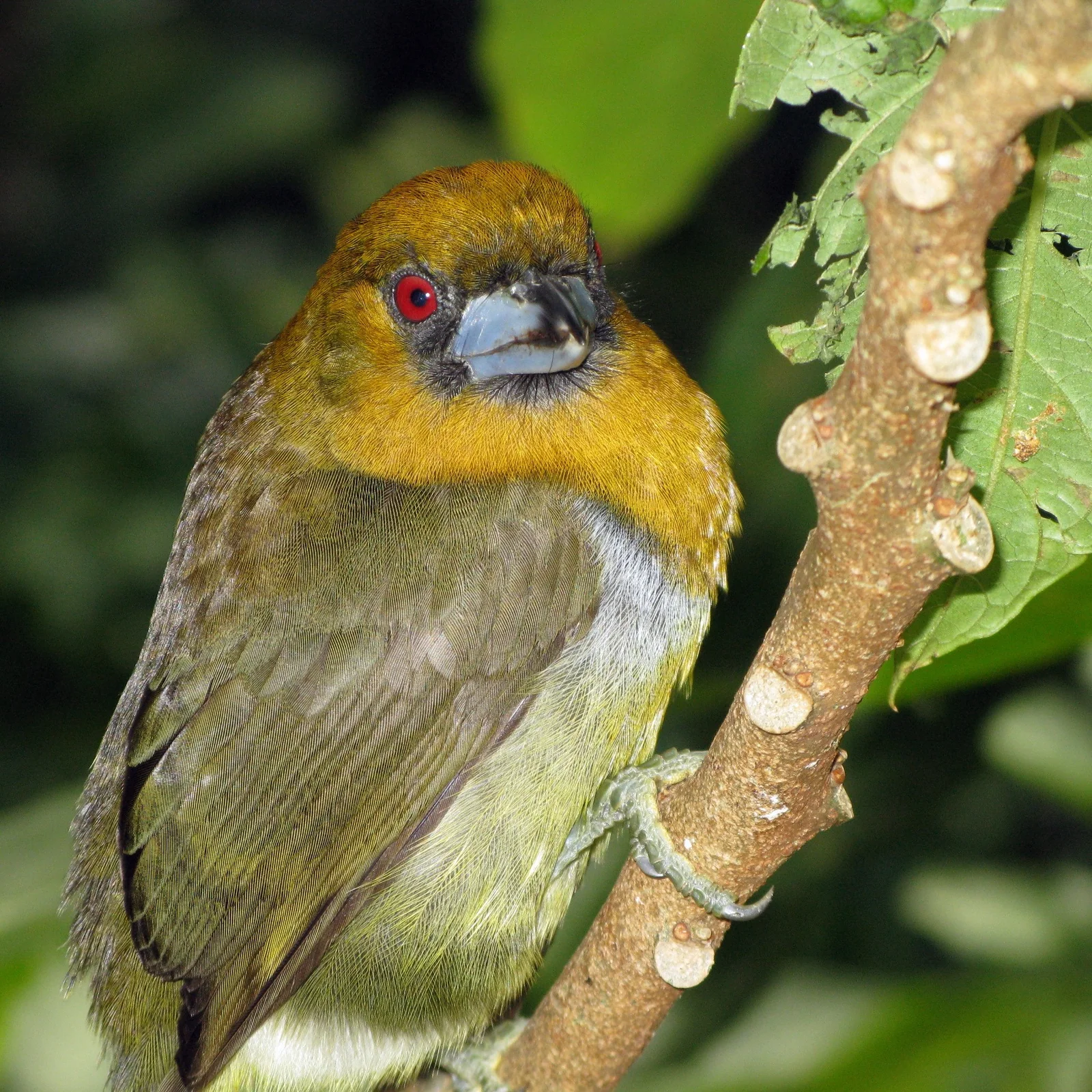 Prong-billed Barbet (Semnornis frantzii)