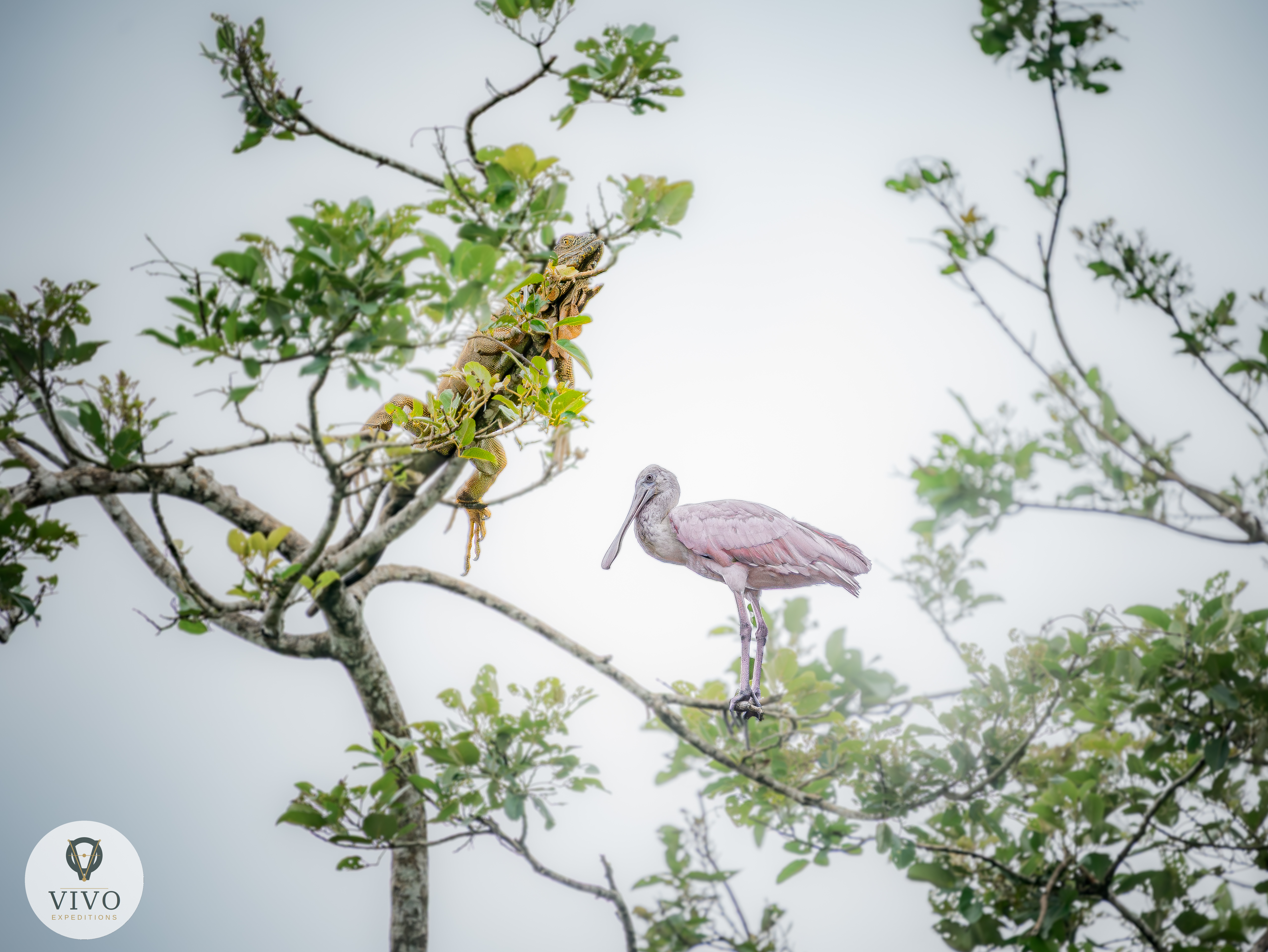 Costa Rica nature tour photo