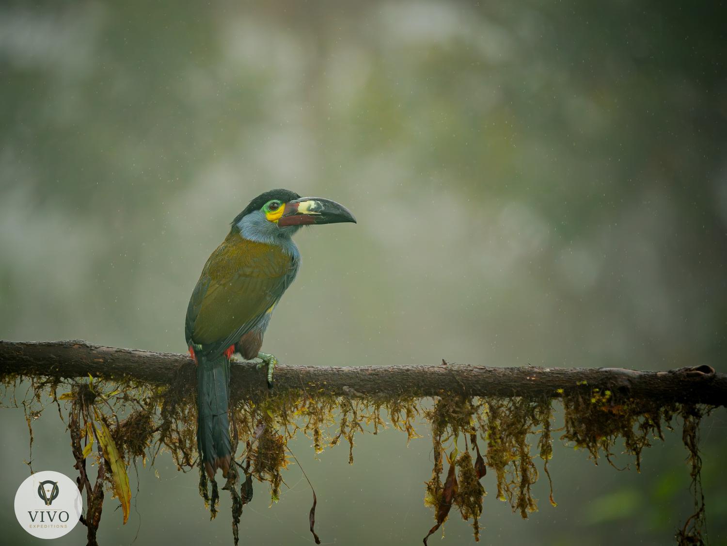 Plate-billed Mountain-Toucan