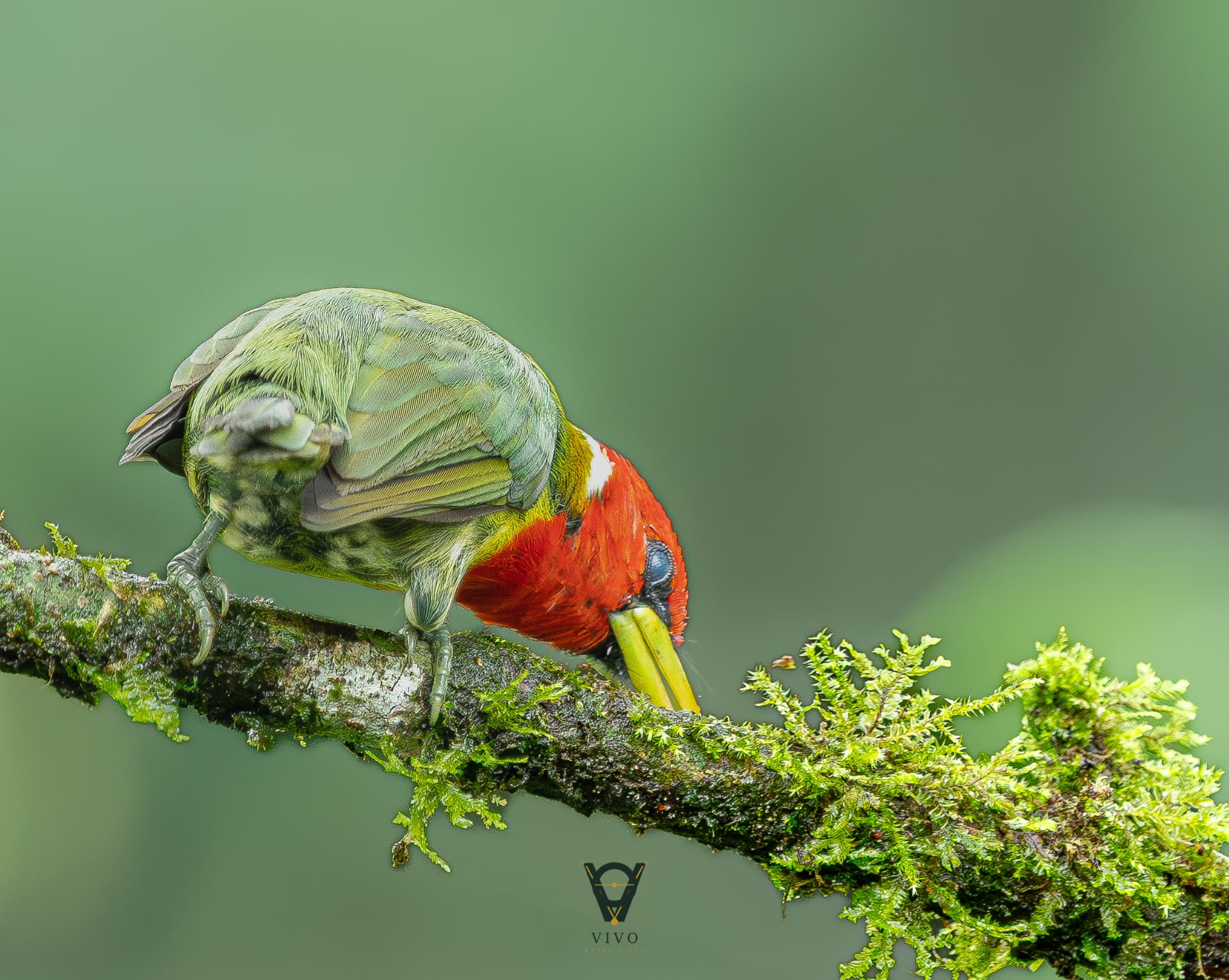 Red-headed Barbet — Feeding male (Eubucco bourcierii)