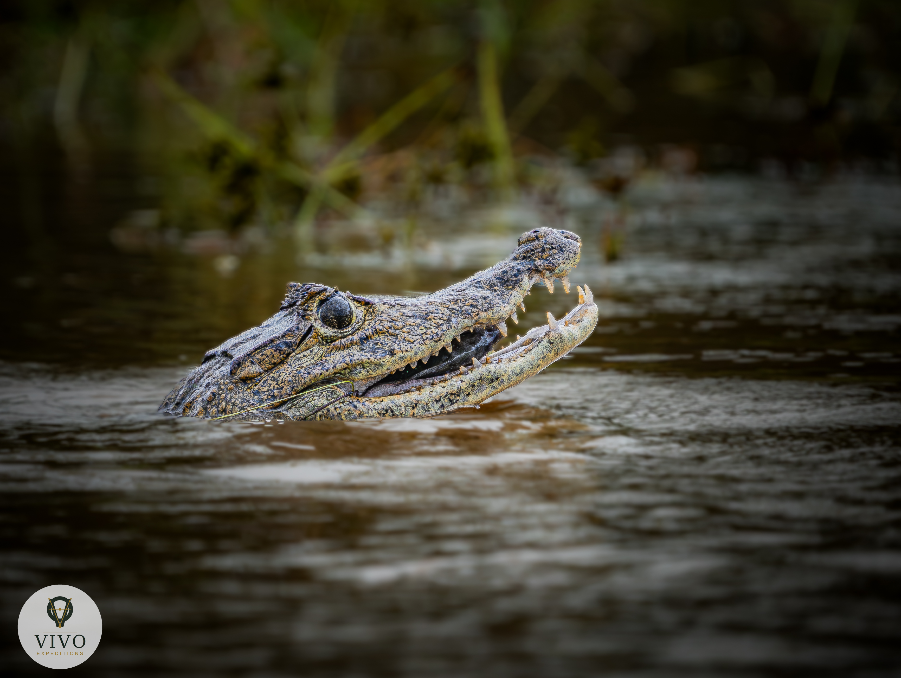 Costa Rica nature tour photo
