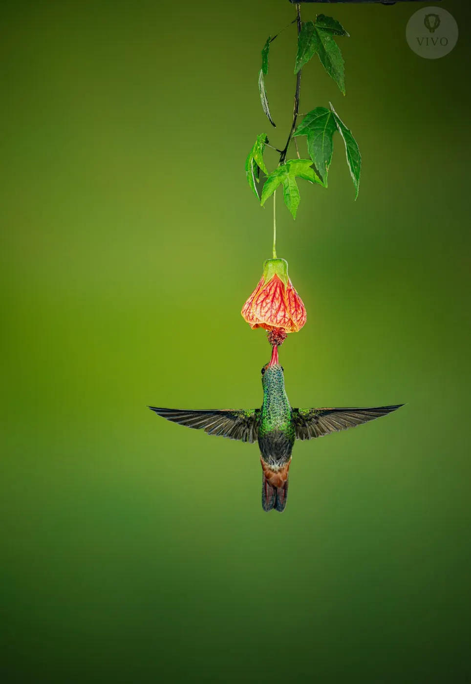 Hummingbird Multi-Flash Workshop 5