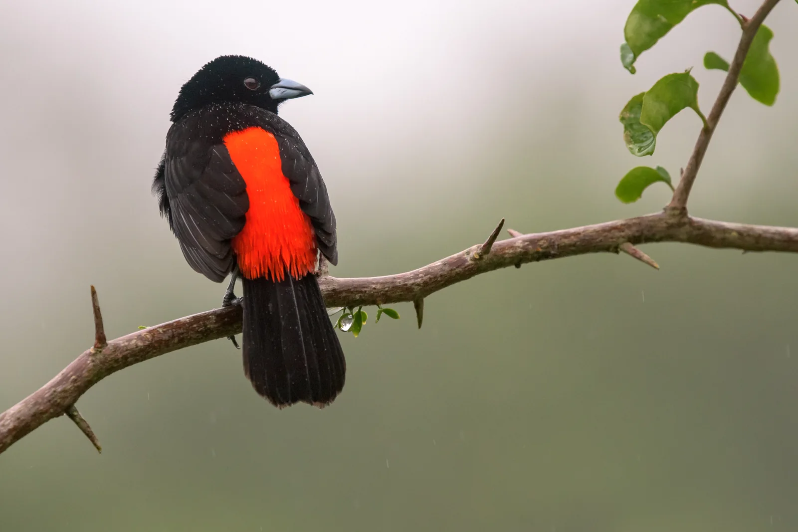 Scarlet-rumped Tanager (Ramphocelus passerinii)