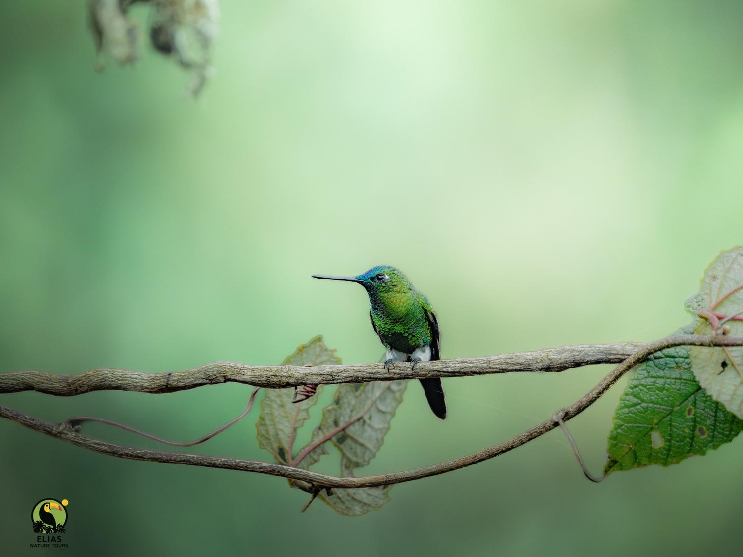 Small green hummingbird on vine
