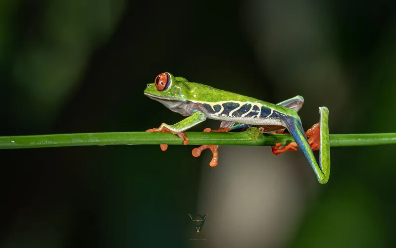 Red-eyed tree frog walking along a stem on a night walk at Ecocentro Danaus, La Fortuna