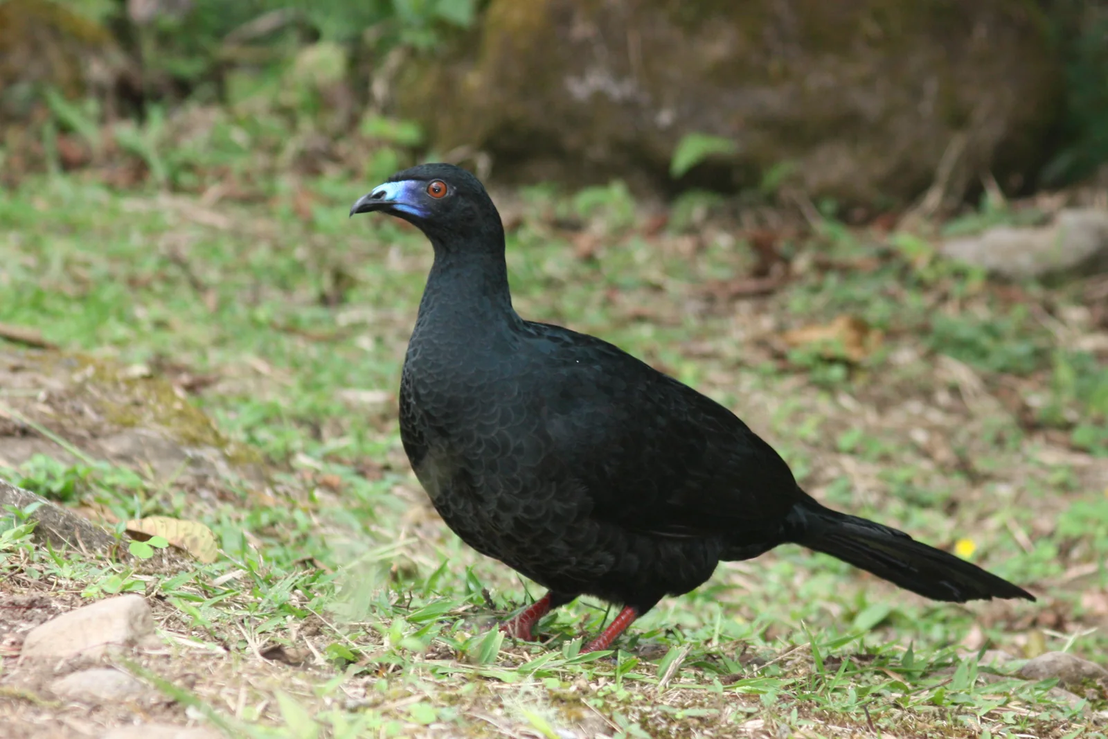 Black Guan (Chamaepetes unicolor)