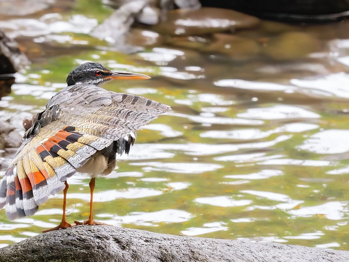 Sunbittern Photography 2