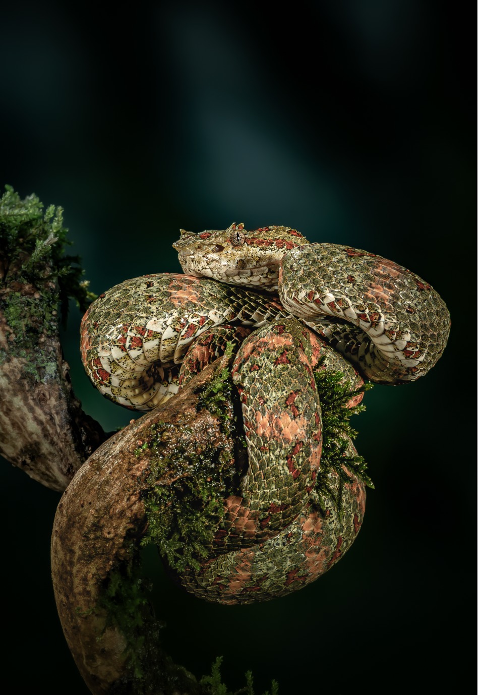 Mottled eyelash pit viper on branch