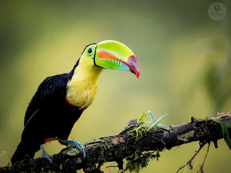 Keel-billed toucan perched on a mossy branch at Arenal Observatory, Costa Rica