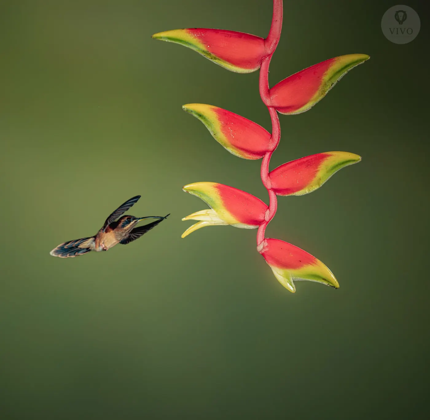Hummingbird Multi-Flash Workshop 4