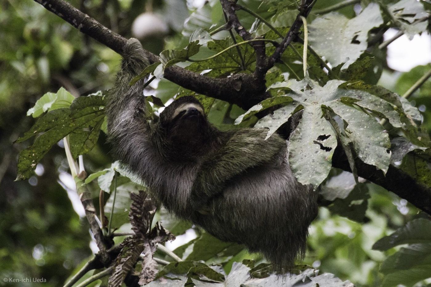Bogarín Trail – Sloths & Wildlife Tour — private tour