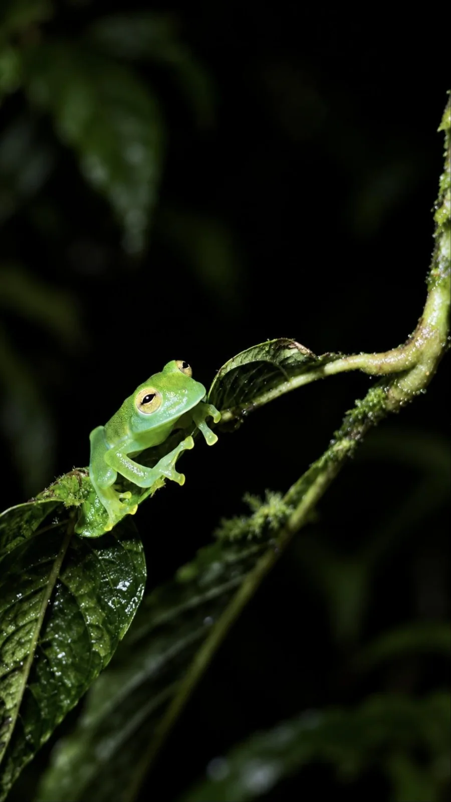 Translucent glass frog on a leaf at night, La Fortuna Costa Rica