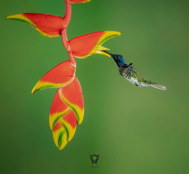 White-necked jacobin hummingbird hovering at a heliconia flower in the Esquipulas rainforest