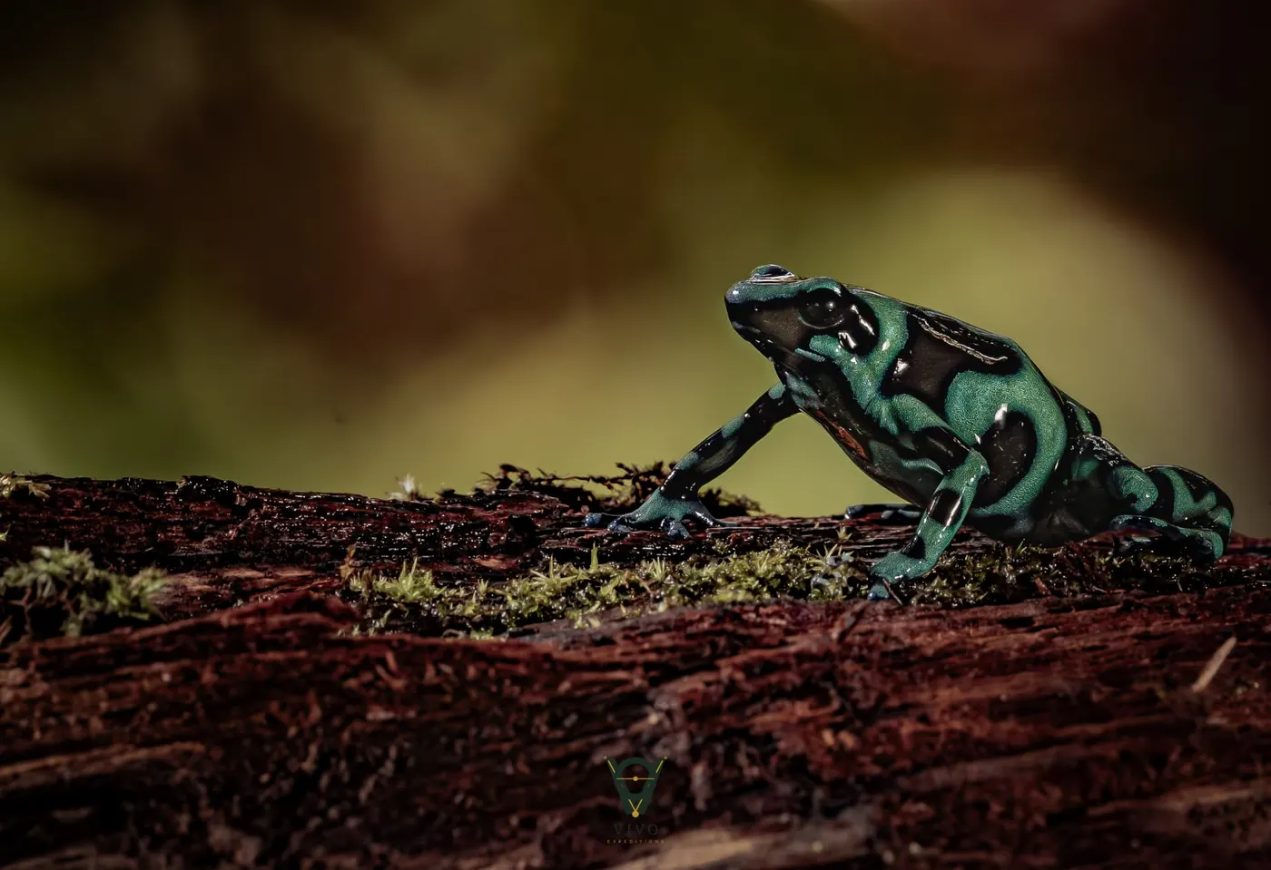Costa Rica nature tour photo