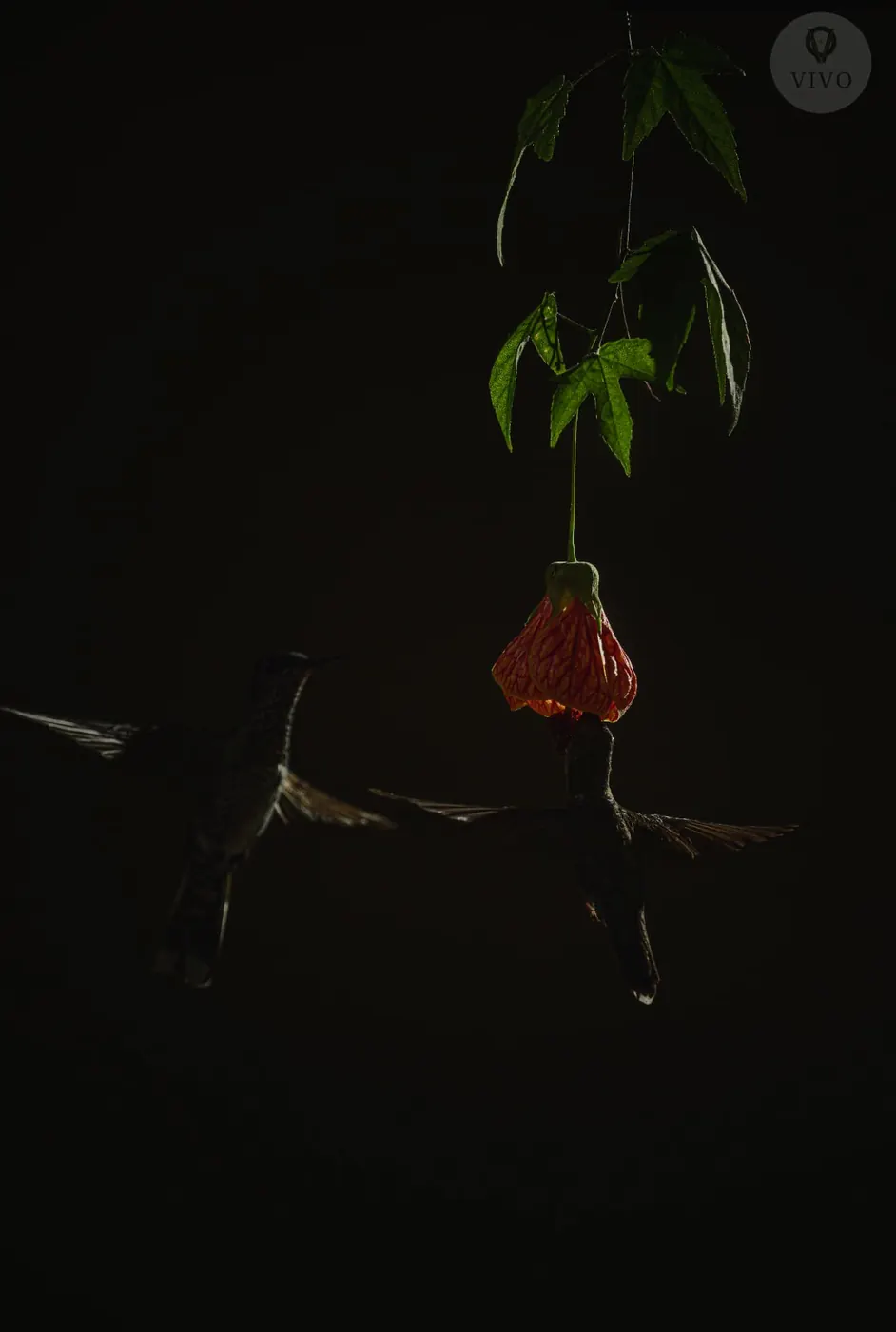 Hummingbird Multi-Flash Workshop 10