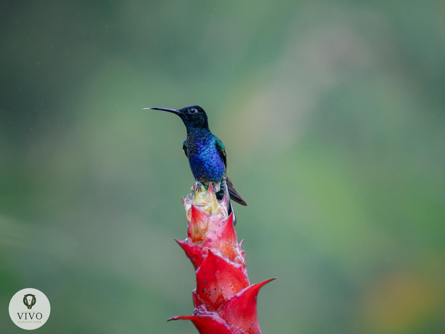 Hummingbird perched on bromeliad