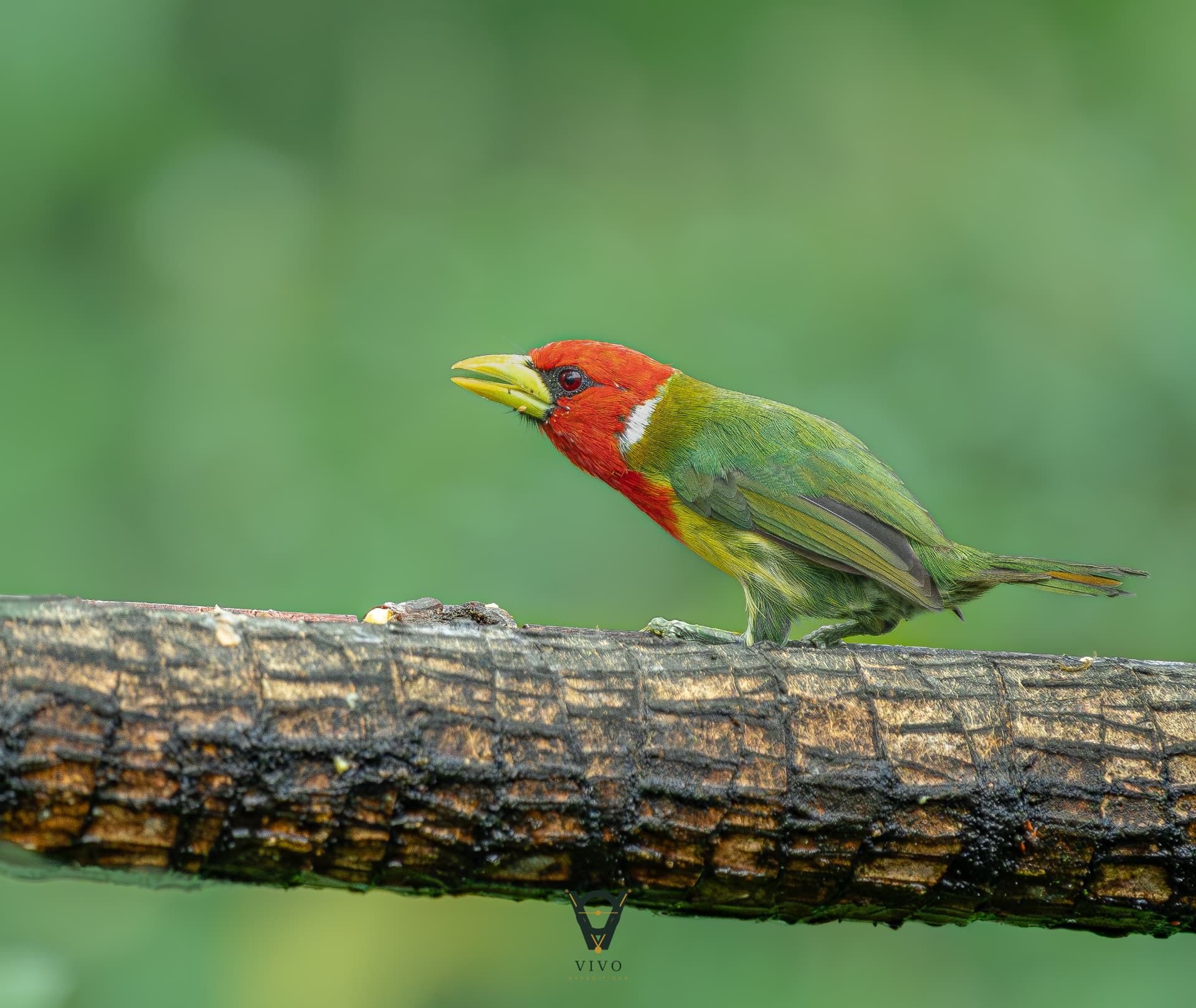 Costa Rica nature tour photo