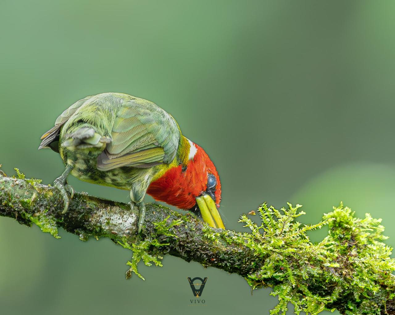 Red-headed Barbet — Feeding male (Eubucco bourcierii)