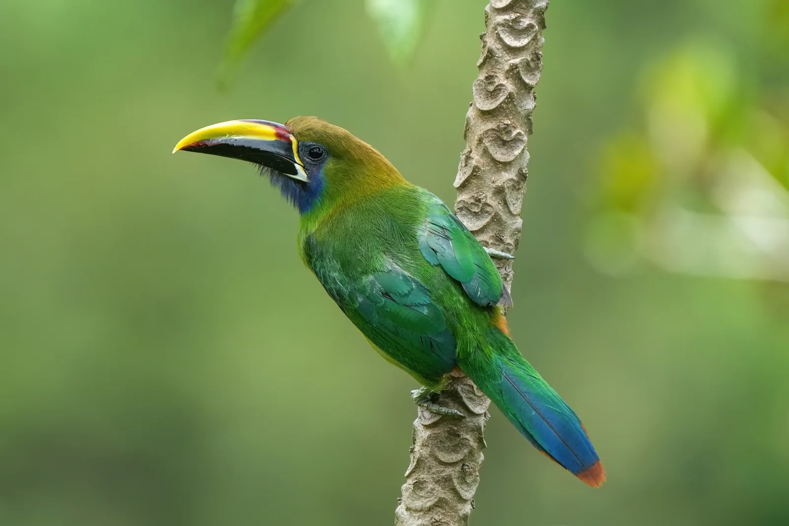 Northern Emerald-Toucanet (Aulacorhynchus prasinus)