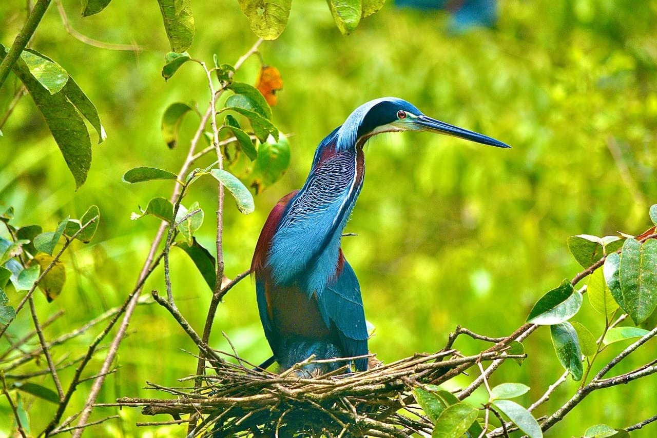Agami Heron Nesting Colony — Boca Tapada