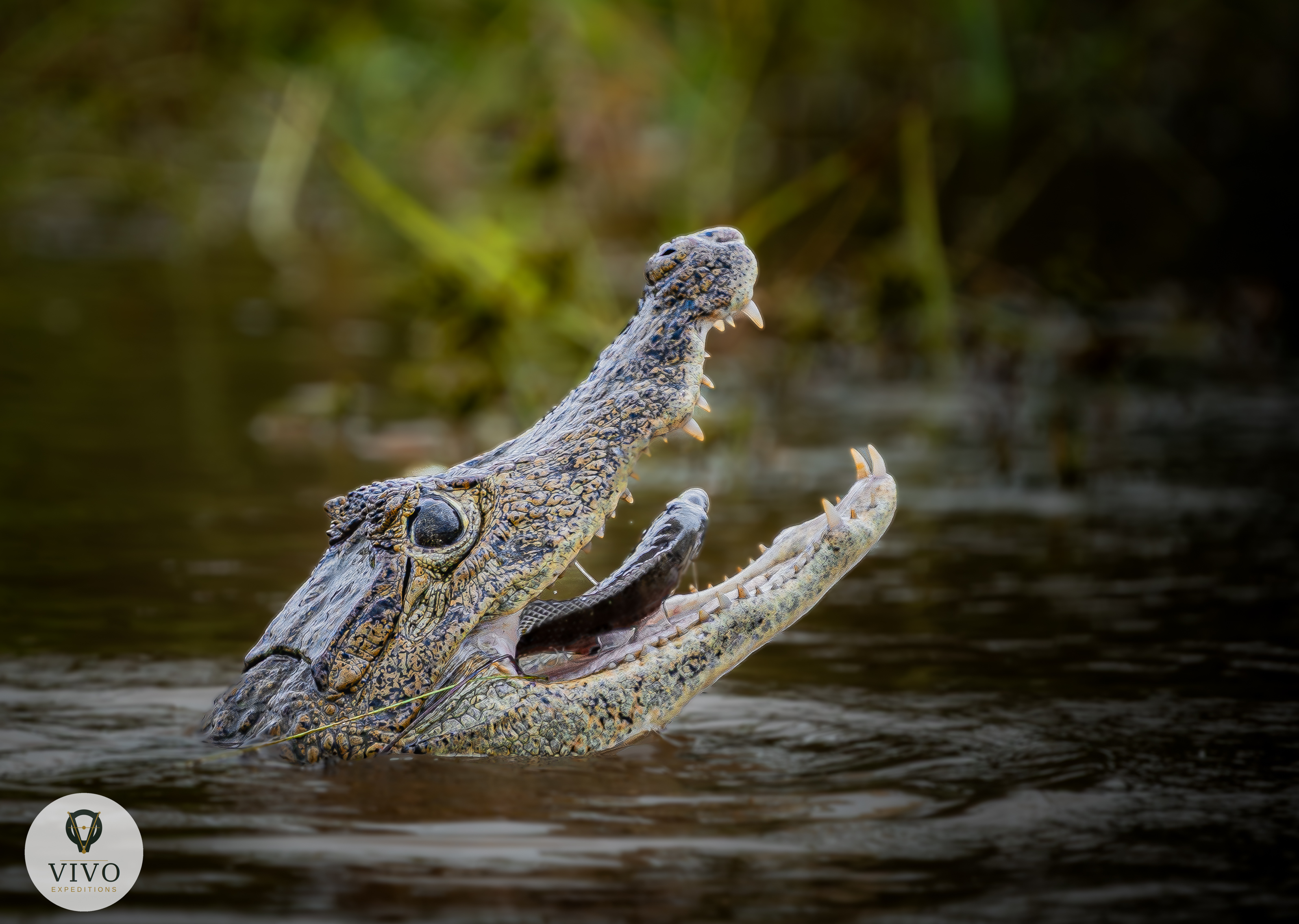 Costa Rica nature tour photo