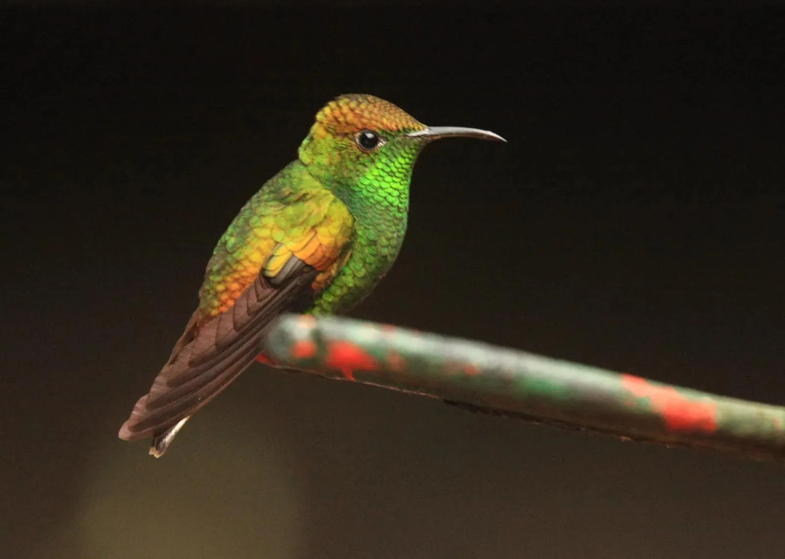 Coppery-headed Emerald