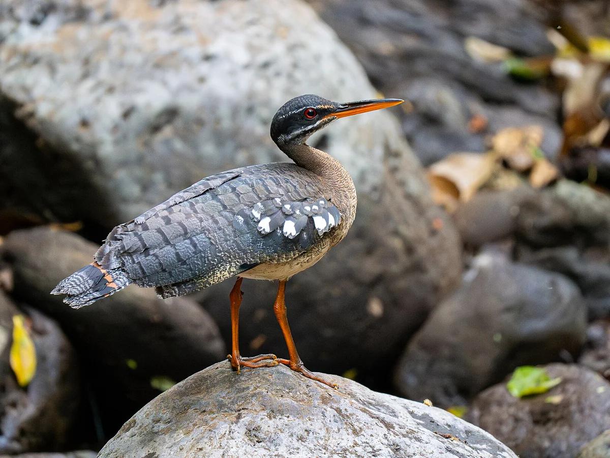 Sunbittern Photography 3