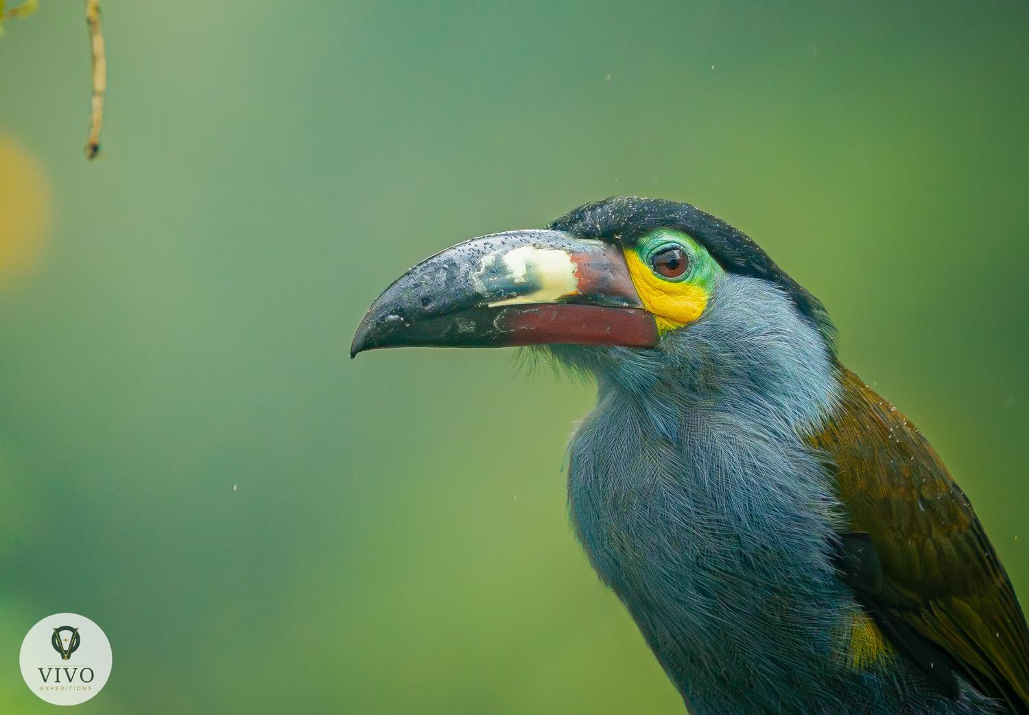 Plate-billed Mountain-Toucan portrait