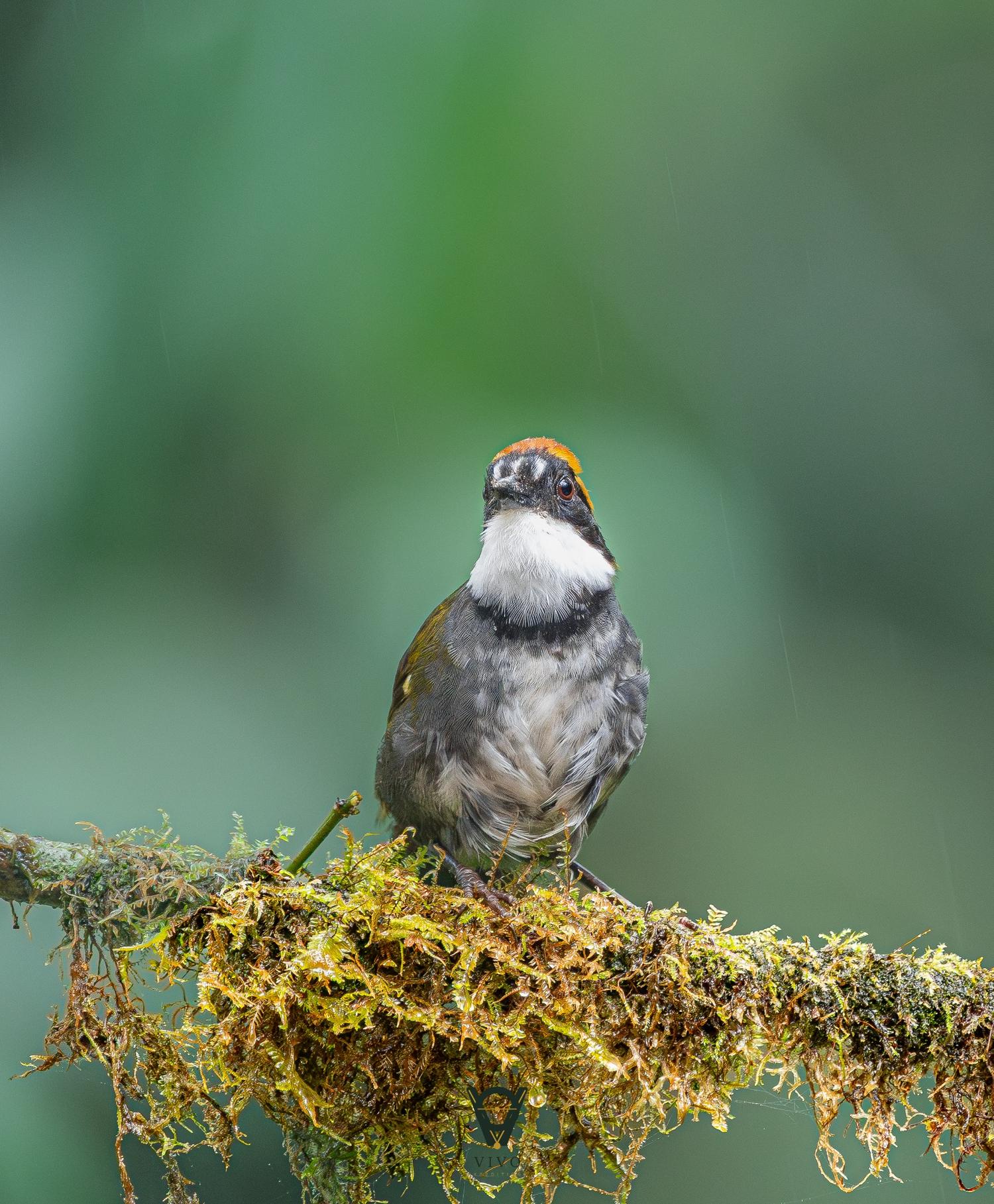 White-throated bird in rain