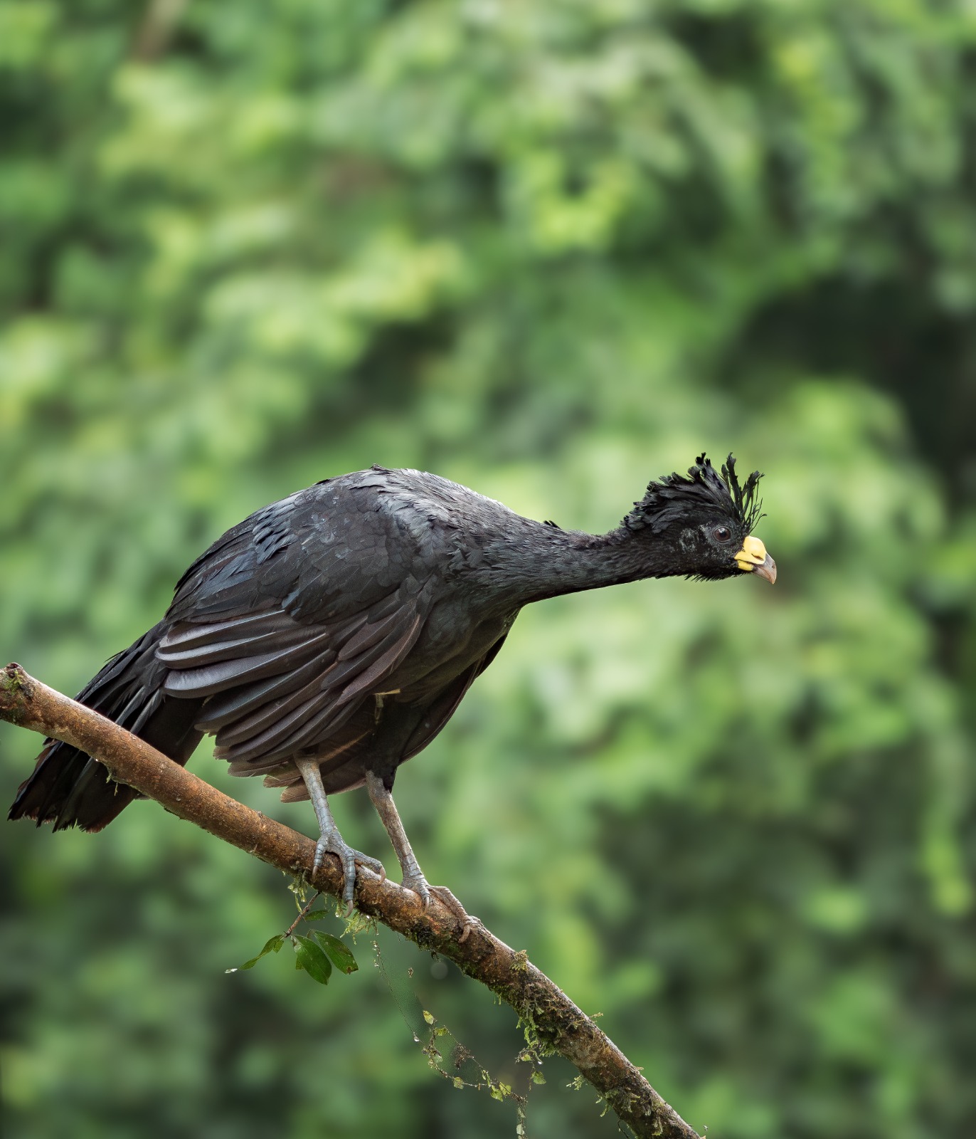 Male great curassow perched