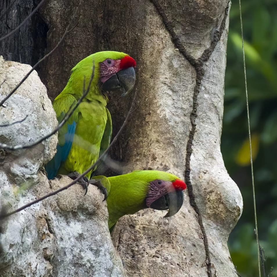 Great Green Macaw Nesting Tour — Boca Tapada