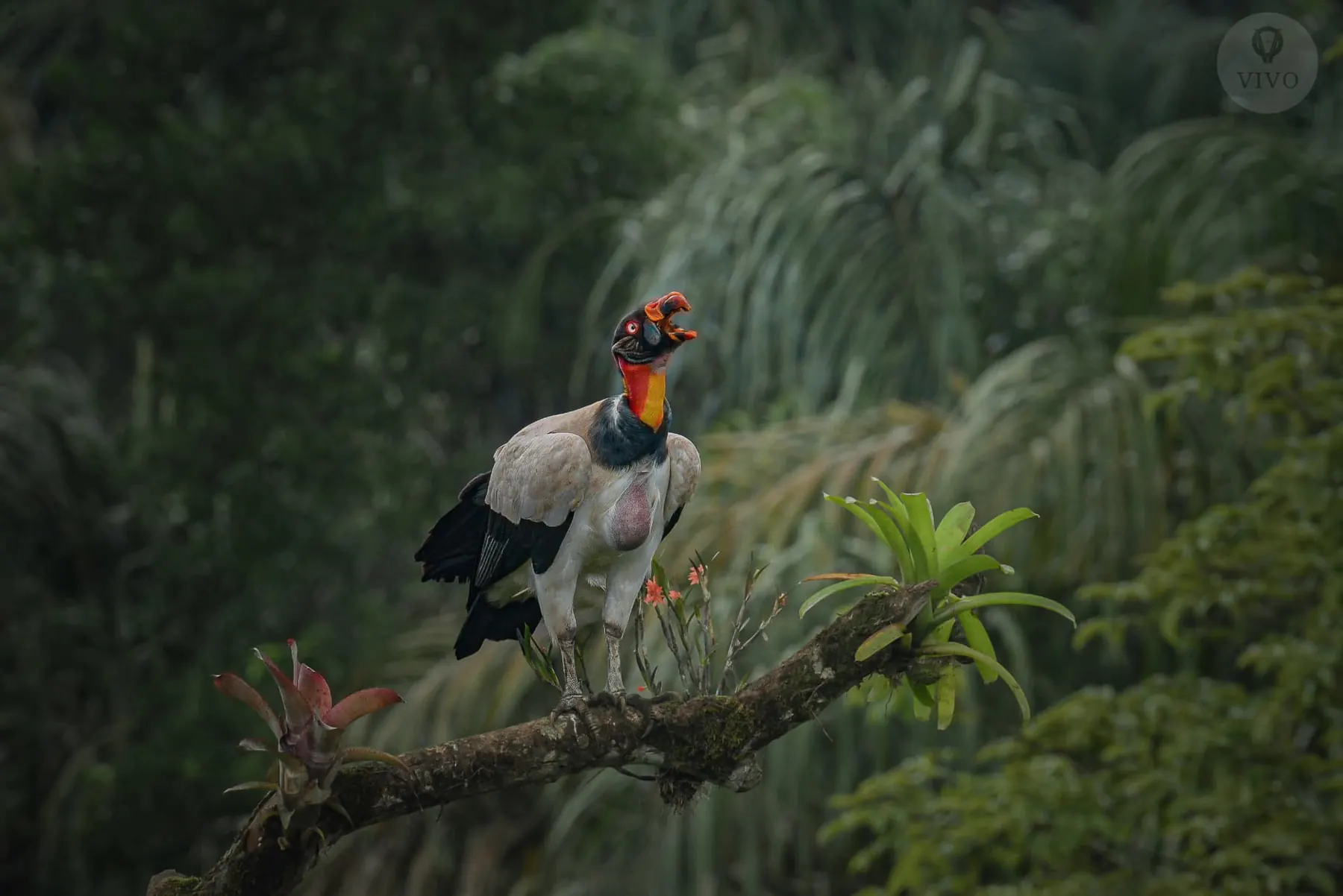 King vulture perched on a mossy branch in Boca Tapada rainforest
