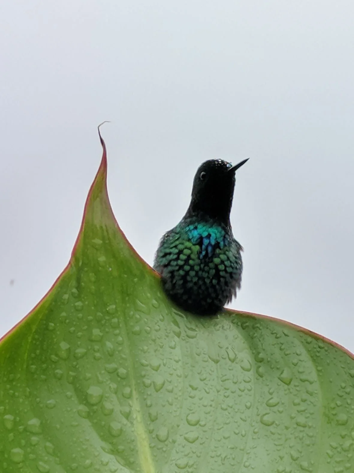 Green Thorntail (Discosura conversii)