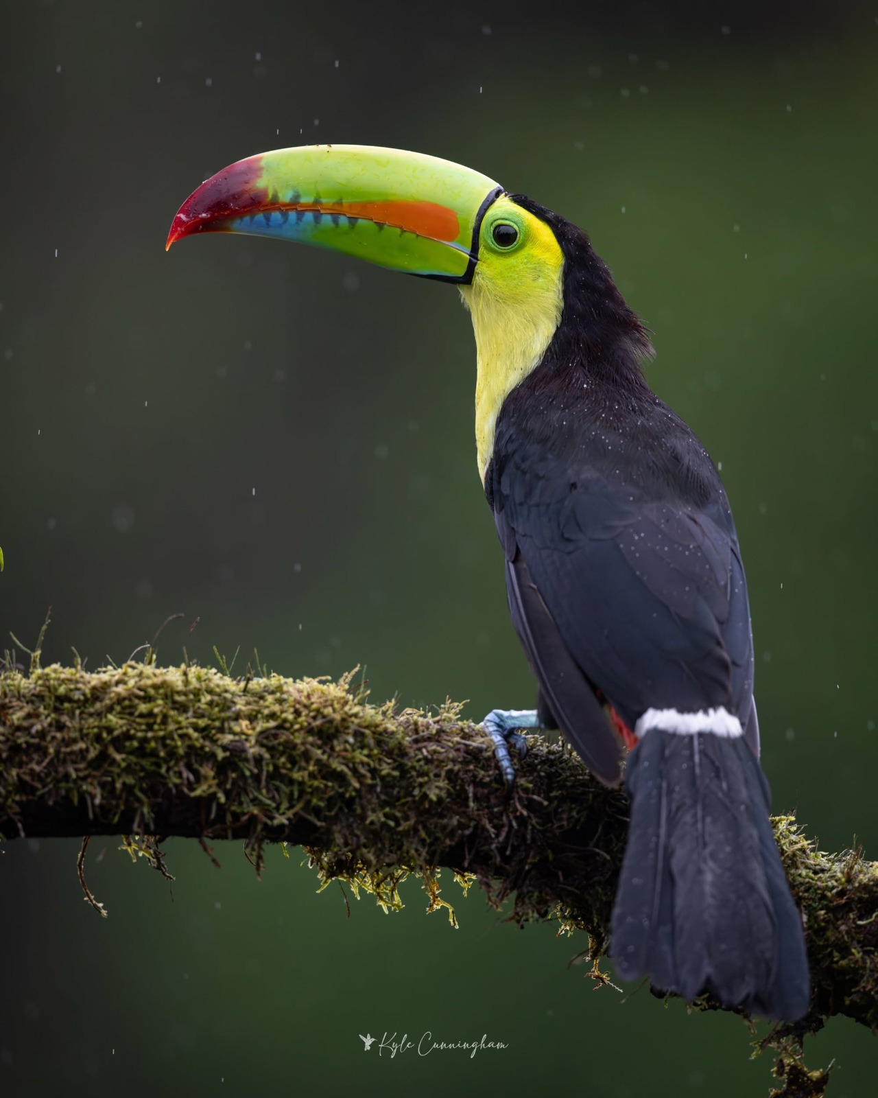 Keel-billed toucan side profile
