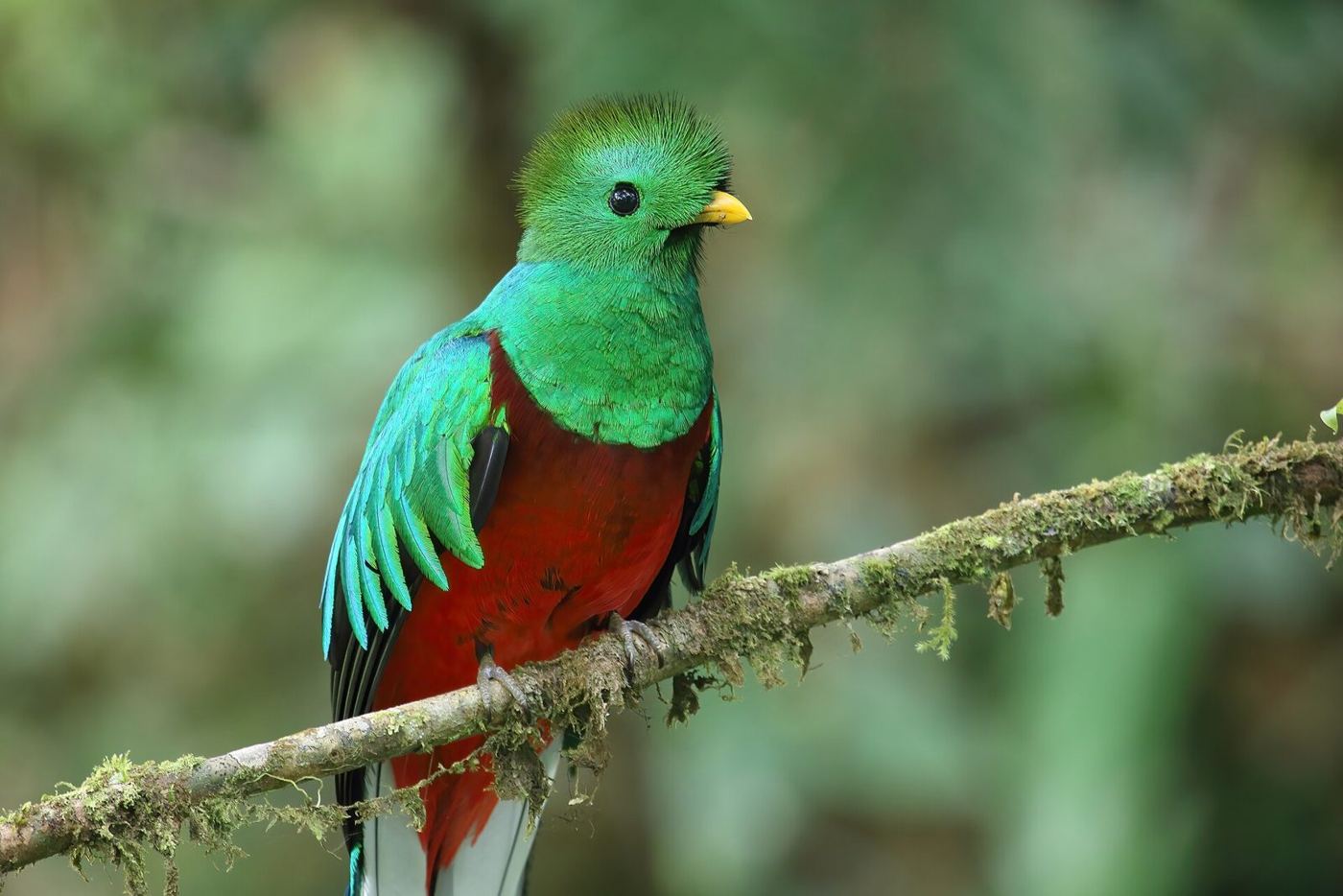 Valle de los Quetzales – Full Day Birding & Photography Tour — private tour