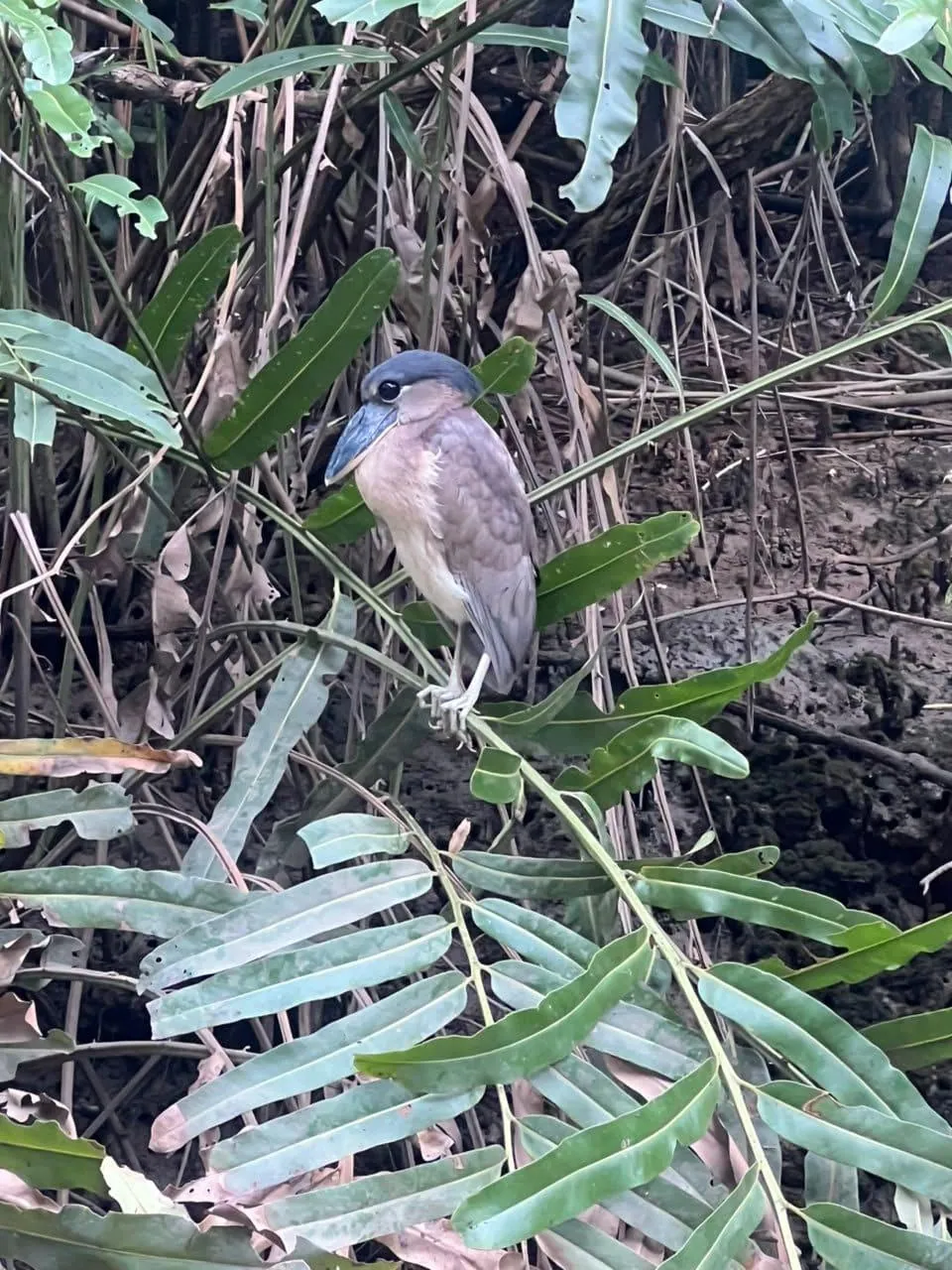 Boat-billed Heron