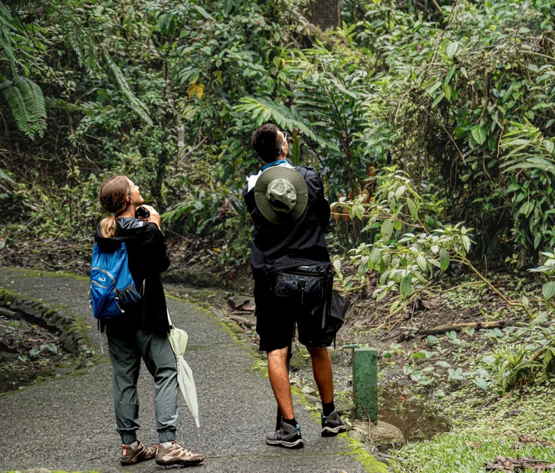 Guests looking up at birds in the canopy on a private full-day wildlife tour near Arenal
