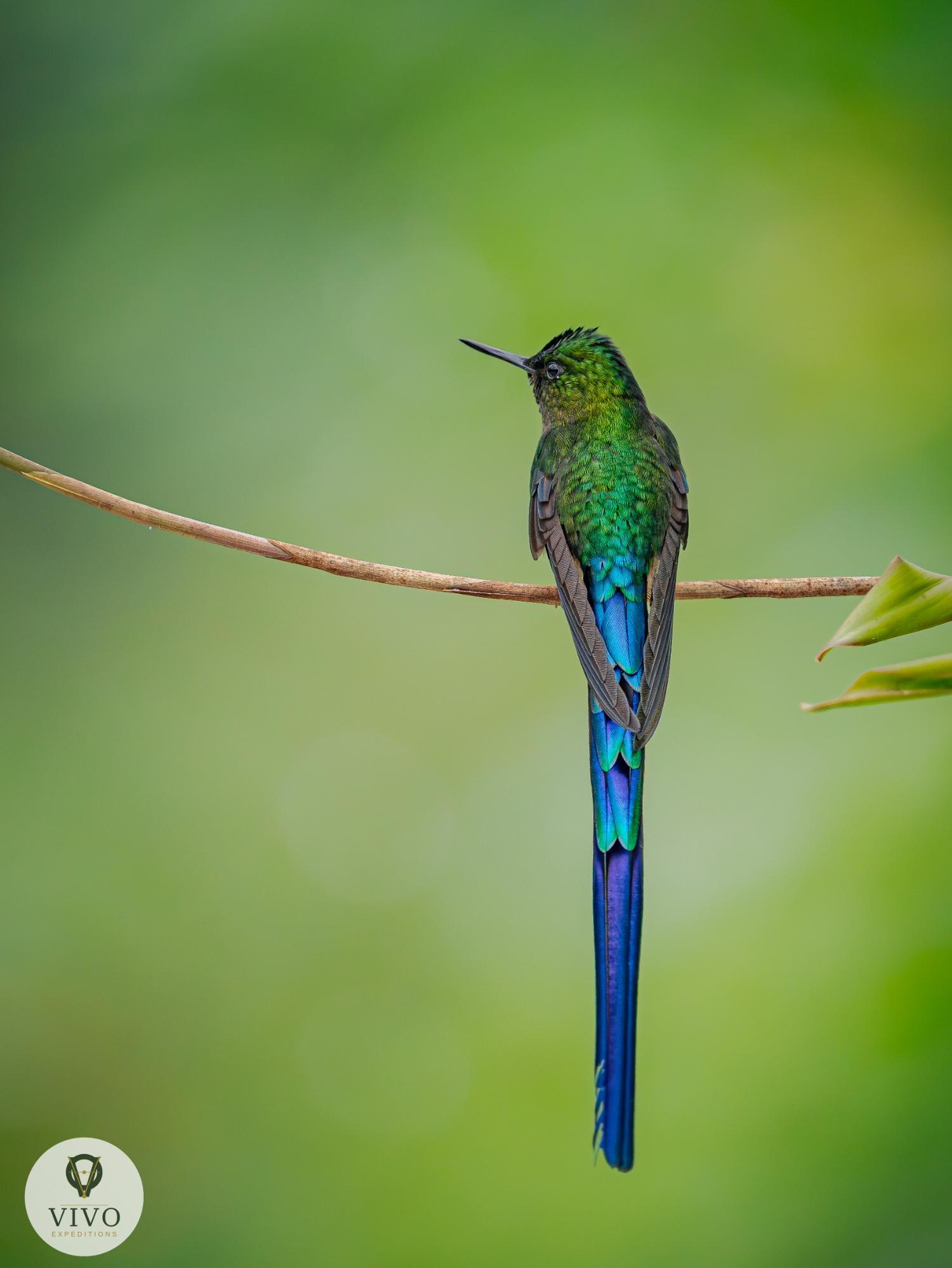 Long-tailed Sylph from behind