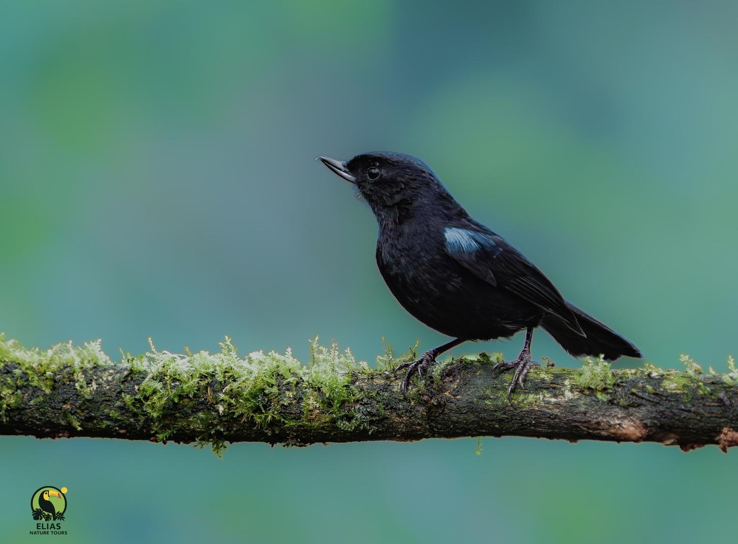Black bird with blue wing patch