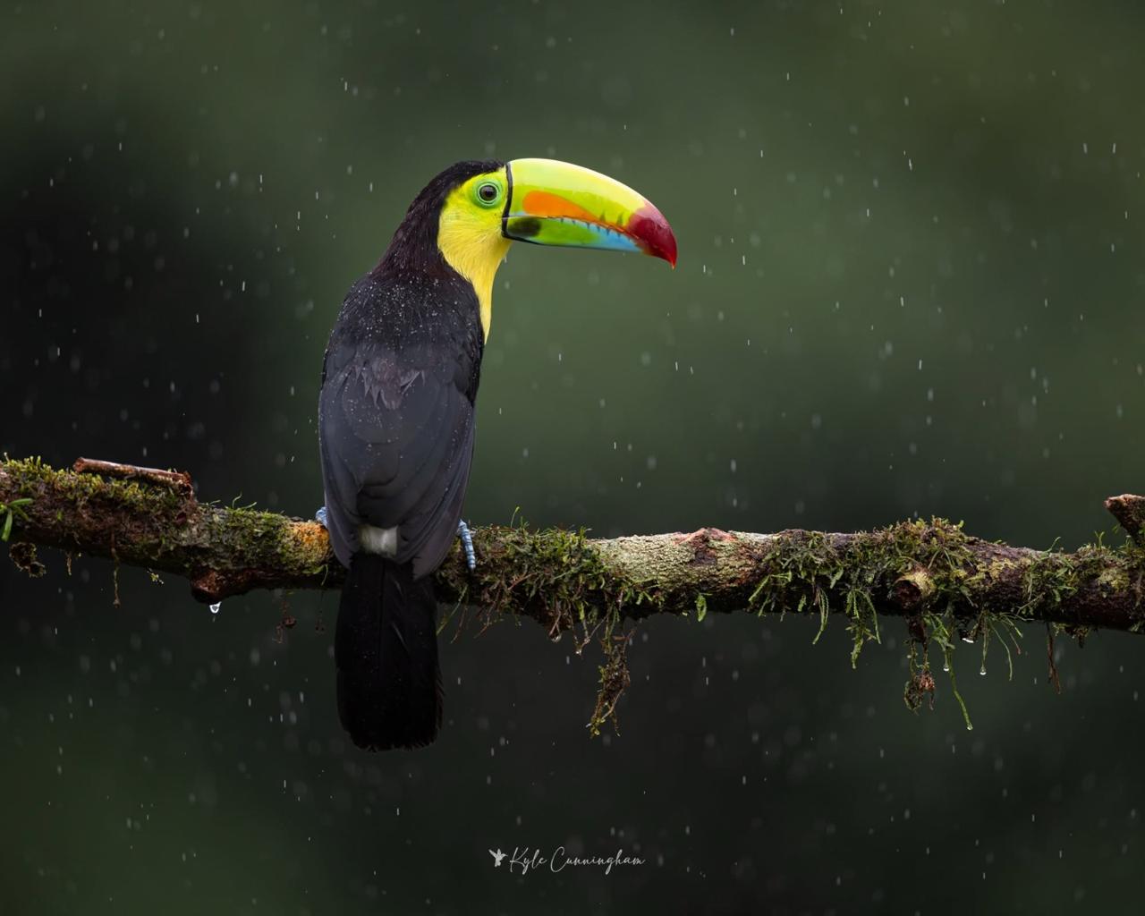 Keel-billed toucan perched in rain