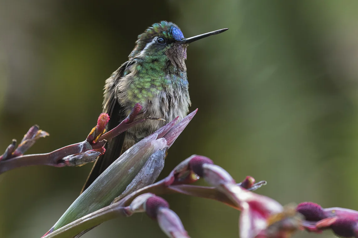Purple-throated Mountain-gem (Lampornis calolaemus)