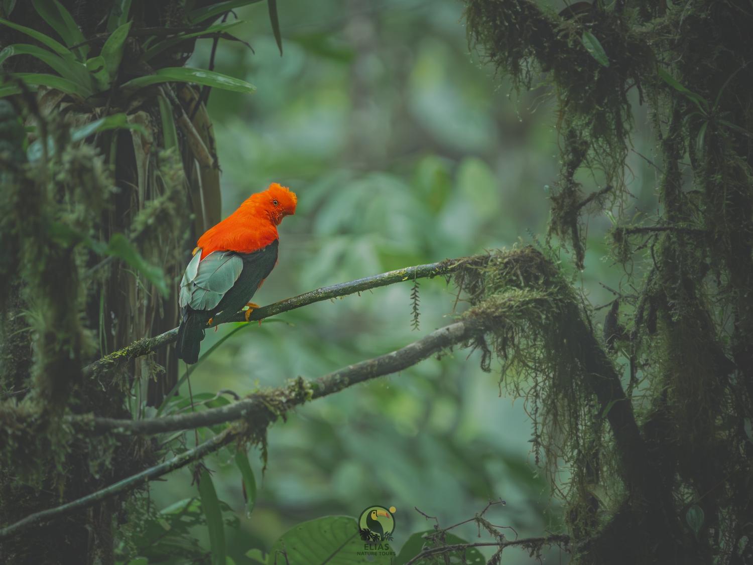 Andean Cock-of-the-Rock in the forest