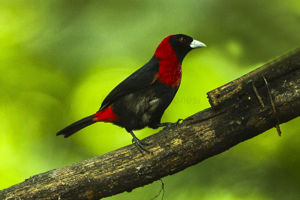 Crimson-collared Tanager (Ramphocelus sanguinolentus)