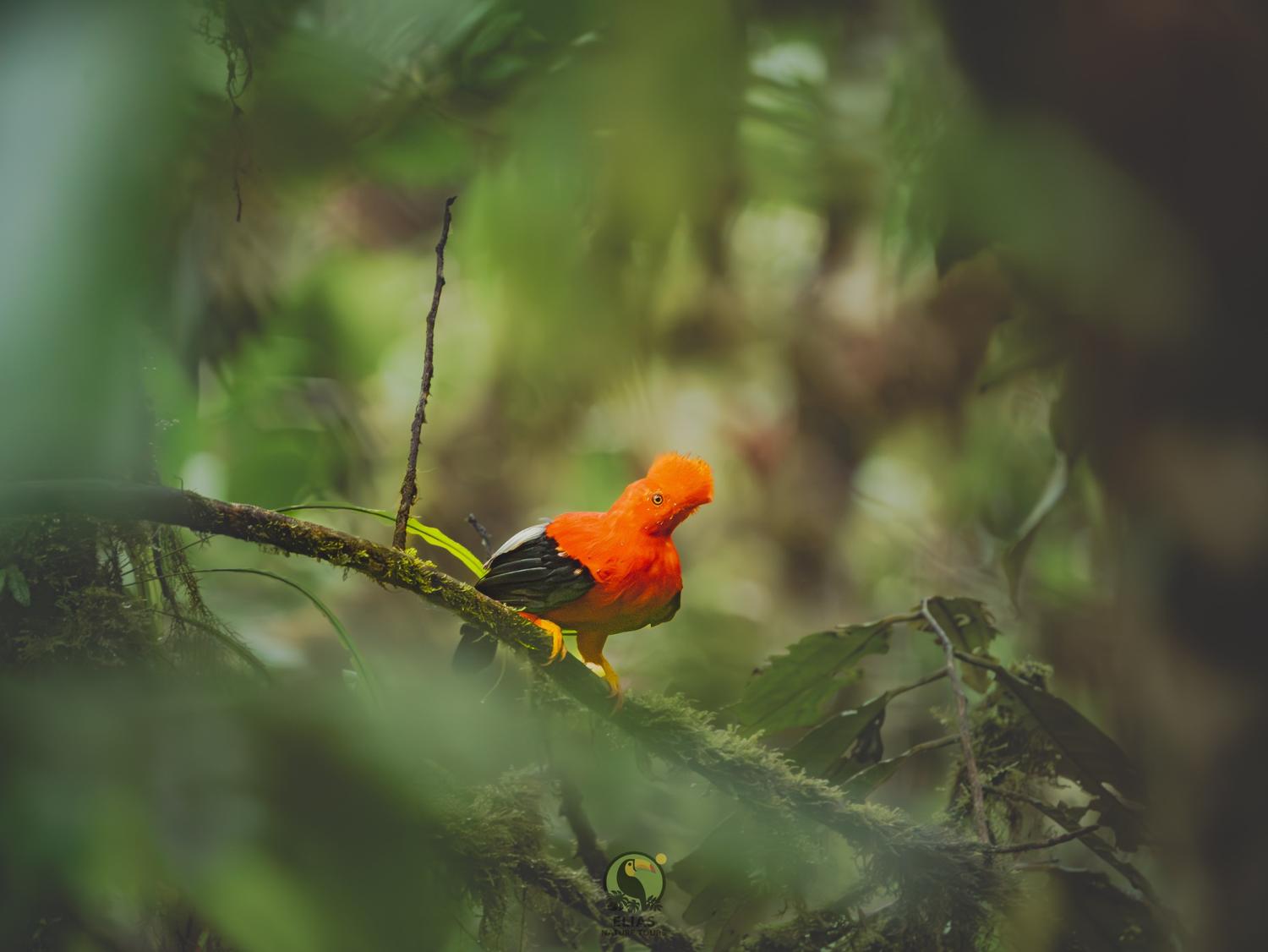 Andean Cock-of-the-Rock on mossy branch